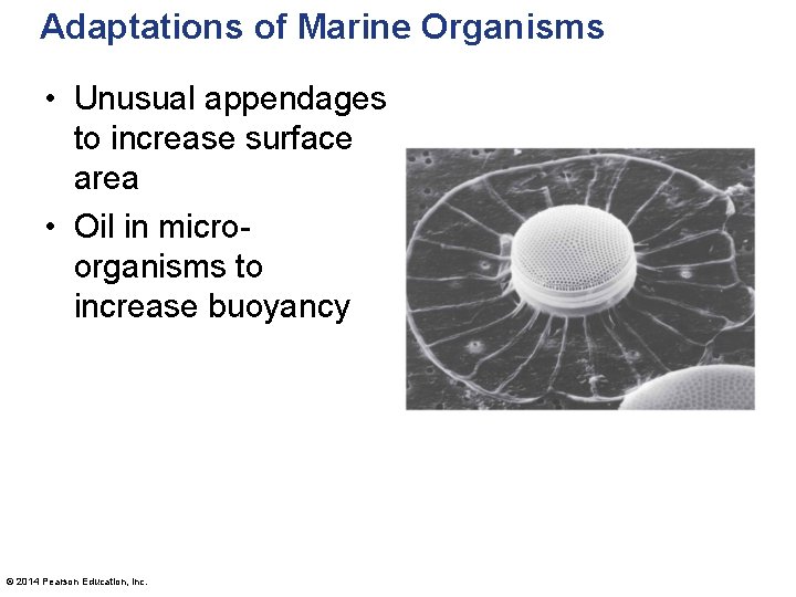 Adaptations of Marine Organisms • Unusual appendages to increase surface area • Oil in