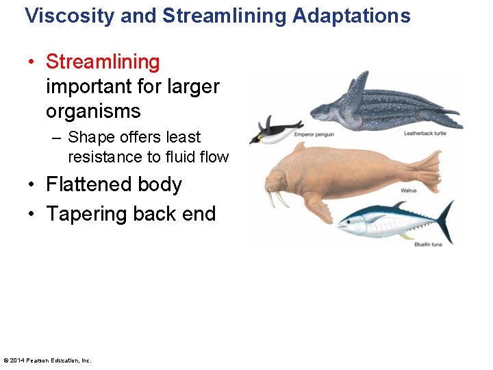 Viscosity and Streamlining Adaptations • Streamlining important for larger organisms – Shape offers least