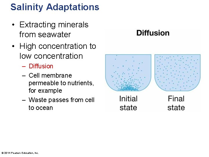 Salinity Adaptations • Extracting minerals from seawater • High concentration to low concentration –