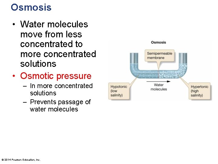 Osmosis • Water molecules move from less concentrated to more concentrated solutions • Osmotic