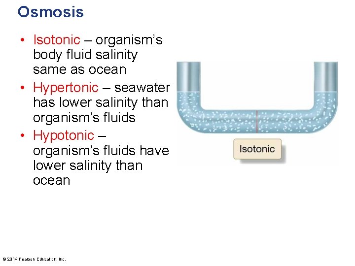 Osmosis • Isotonic – organism’s body fluid salinity same as ocean • Hypertonic –