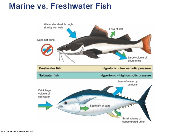 Marine vs. Freshwater Fish © 2014 Pearson Education, Inc. 