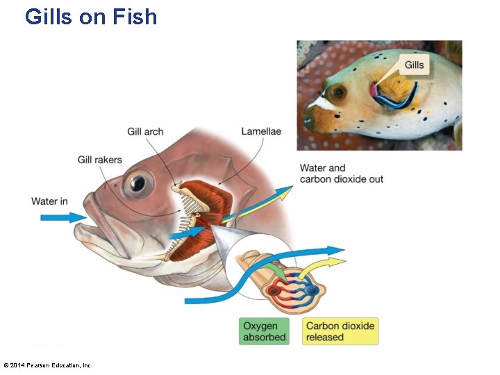 Gills on Fish © 2014 Pearson Education, Inc. 