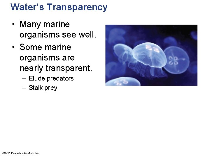 Water’s Transparency • Many marine organisms see well. • Some marine organisms are nearly