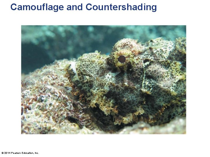 Camouflage and Countershading © 2014 Pearson Education, Inc. 