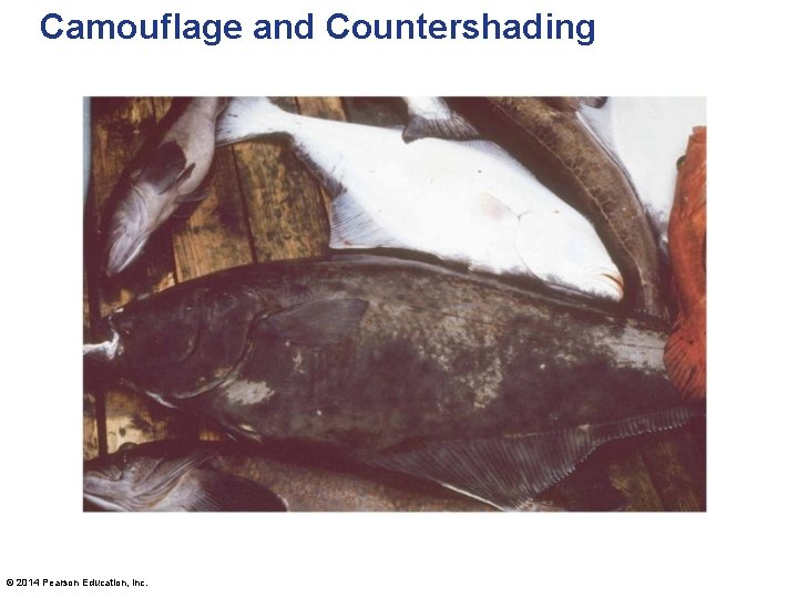 Camouflage and Countershading © 2014 Pearson Education, Inc. 