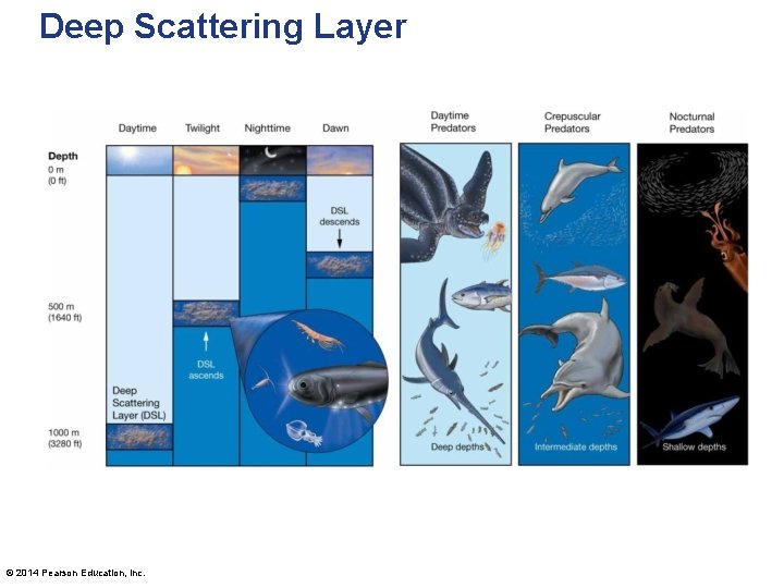 Deep Scattering Layer © 2014 Pearson Education, Inc. 