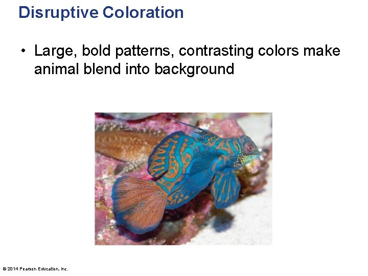 Disruptive Coloration • Large, bold patterns, contrasting colors make animal blend into background ©