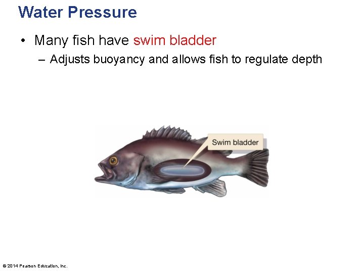 Water Pressure • Many fish have swim bladder – Adjusts buoyancy and allows fish