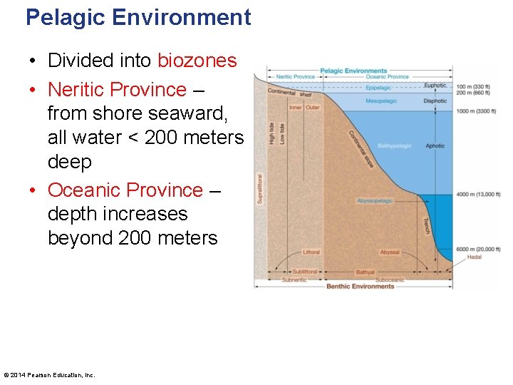 Pelagic Environment • Divided into biozones • Neritic Province – from shore seaward, all