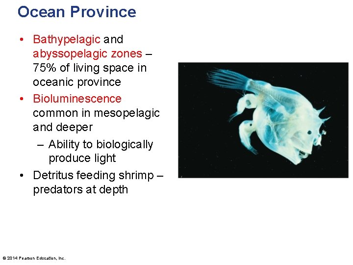 Ocean Province • Bathypelagic and abyssopelagic zones – 75% of living space in oceanic