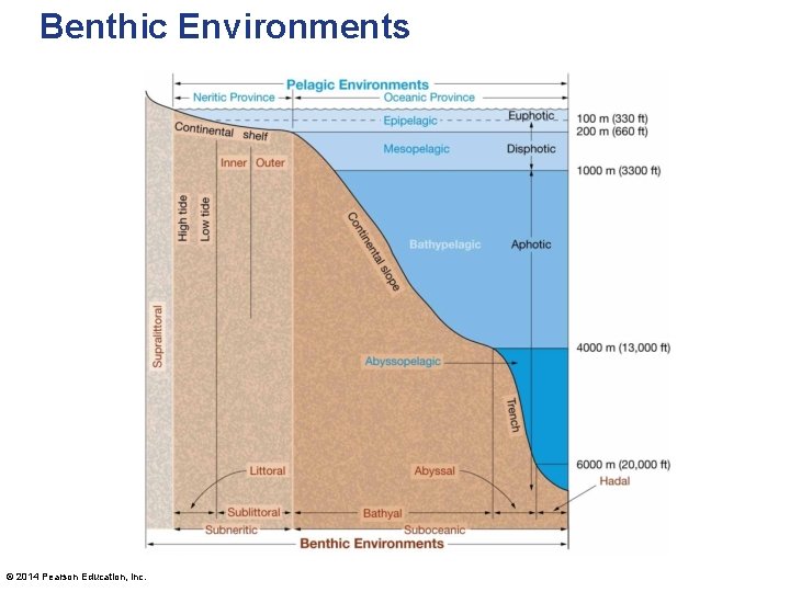 Benthic Environments © 2014 Pearson Education, Inc. 