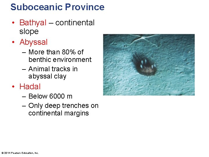 Suboceanic Province • Bathyal – continental slope • Abyssal – More than 80% of