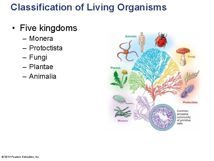 Classification of Living Organisms • Five kingdoms – – – Monera Protoctista Fungi Plantae