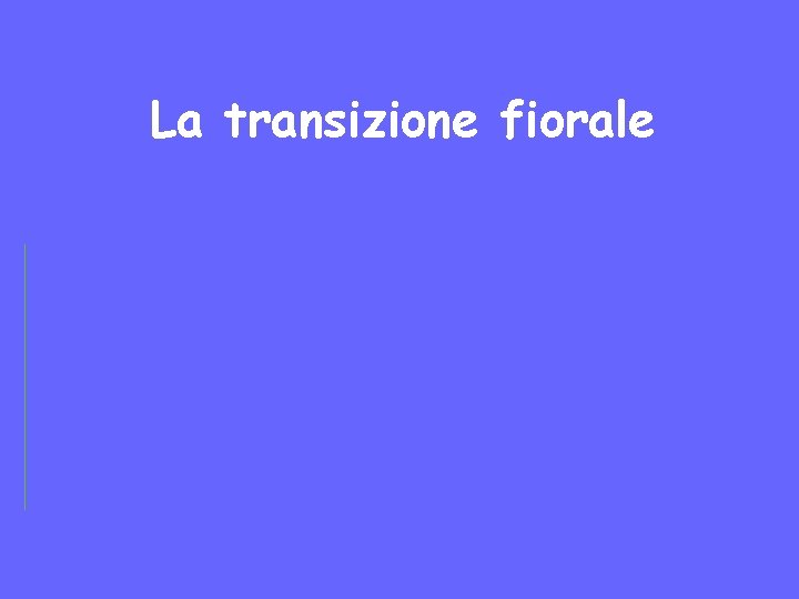 La transizione fiorale 