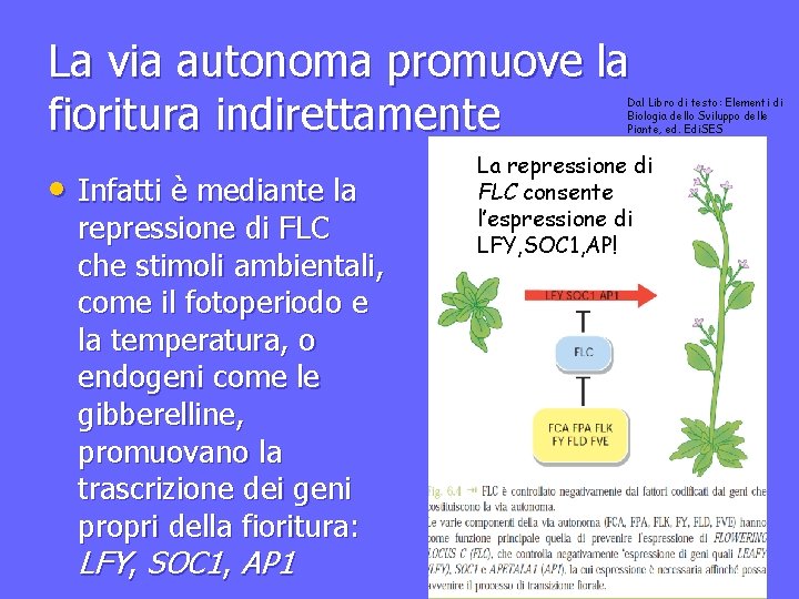 La via autonoma promuove la fioritura indirettamente Dal Libro di testo: Elementi di Biologia