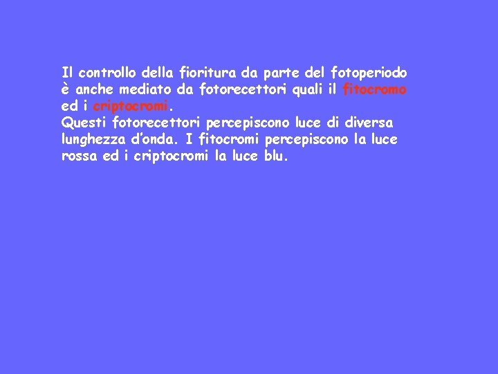 Il controllo della fioritura da parte del fotoperiodo è anche mediato da fotorecettori quali