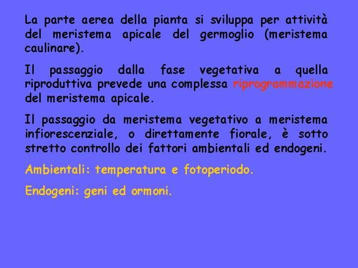 La parte aerea della pianta si sviluppa per attività del meristema apicale del germoglio