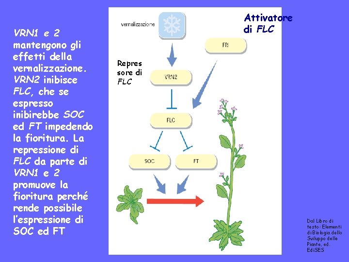 VRN 1 e 2 mantengono gli effetti della vernalizzazione. VRN 2 inibisce FLC, che