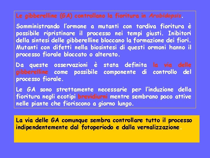 Le gibberelline (GA) controllano la fioritura in Arabidopsis. Somministrando l’ormone a mutanti con tardiva