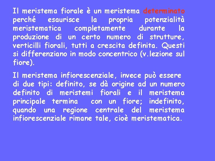 Il meristema fiorale è un meristema determinato perché esaurisce la propria potenzialità meristematica completamente