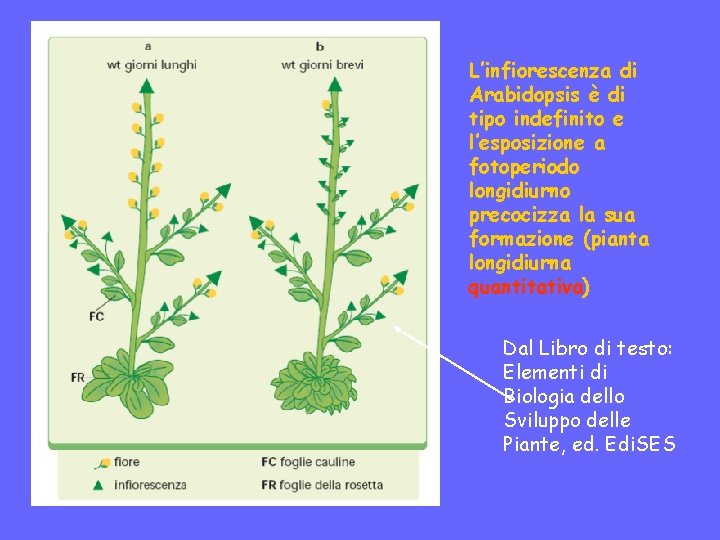 L’infiorescenza di Arabidopsis è di tipo indefinito e l’esposizione a fotoperiodo longidiurno precocizza la