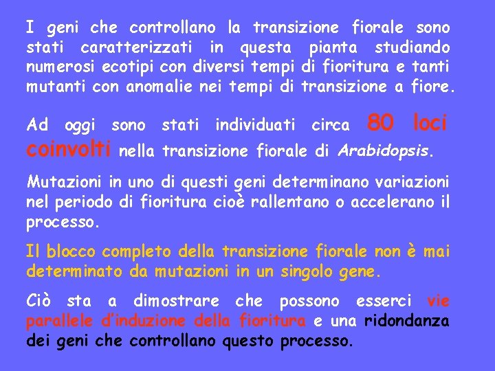 I geni che controllano la transizione fiorale sono stati caratterizzati in questa pianta studiando
