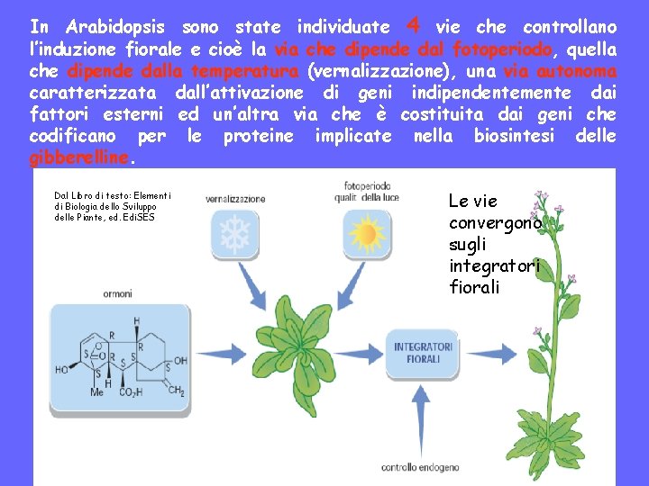 In Arabidopsis sono state individuate 4 vie che controllano l’induzione fiorale e cioè la