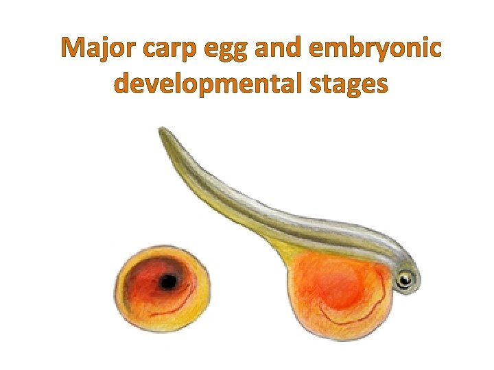 Major carp egg and embryonic developmental stages 