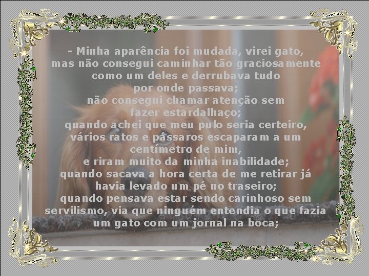 - Minha aparência foi mudada, virei gato, mas não consegui caminhar tão graciosamente como