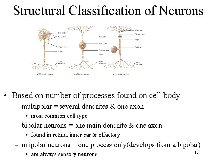 Structural Classification of Neurons • Based on number of processes found on cell body