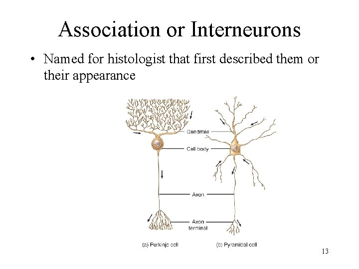 Association or Interneurons • Named for histologist that first described them or their appearance