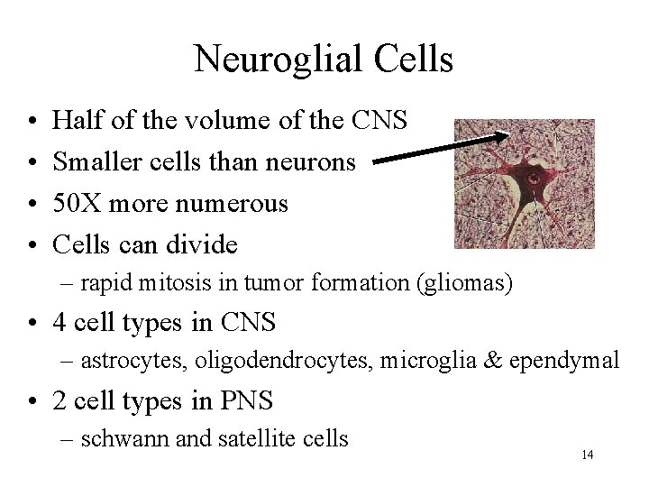 Neuroglial Cells • • Half of the volume of the CNS Smaller cells than