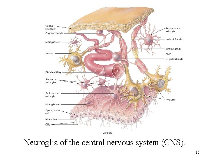 Neuroglia of the central nervous system (CNS). 15 