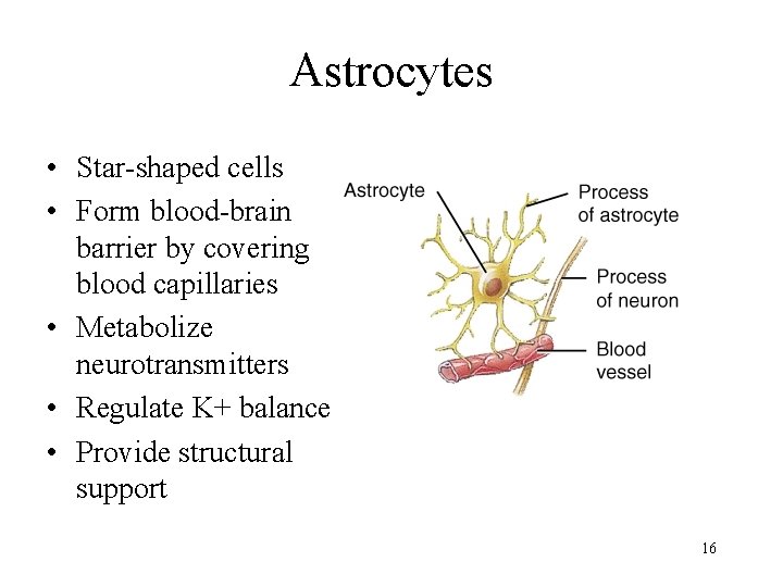 Astrocytes • Star-shaped cells • Form blood-brain barrier by covering blood capillaries • Metabolize