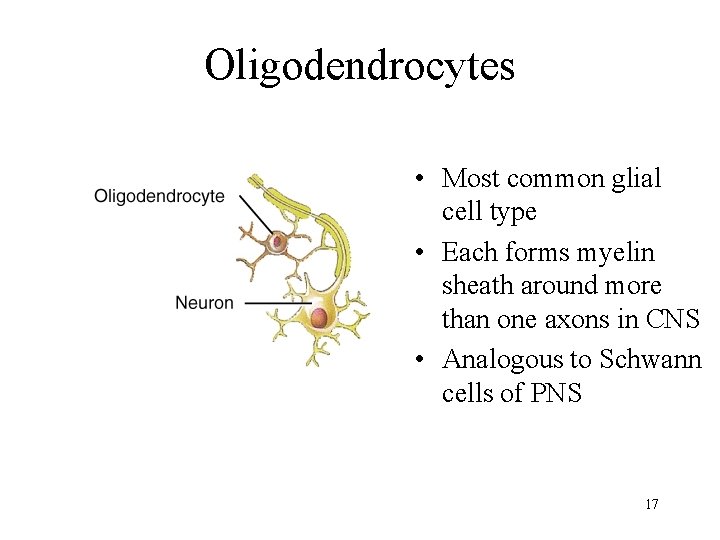 Oligodendrocytes • Most common glial cell type • Each forms myelin sheath around more