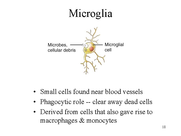 Microglia • Small cells found near blood vessels • Phagocytic role -- clear away