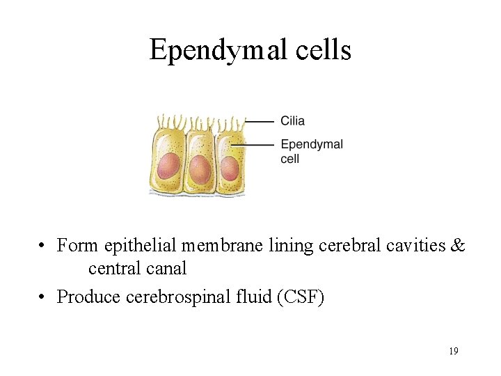 Ependymal cells • Form epithelial membrane lining cerebral cavities & central canal • Produce