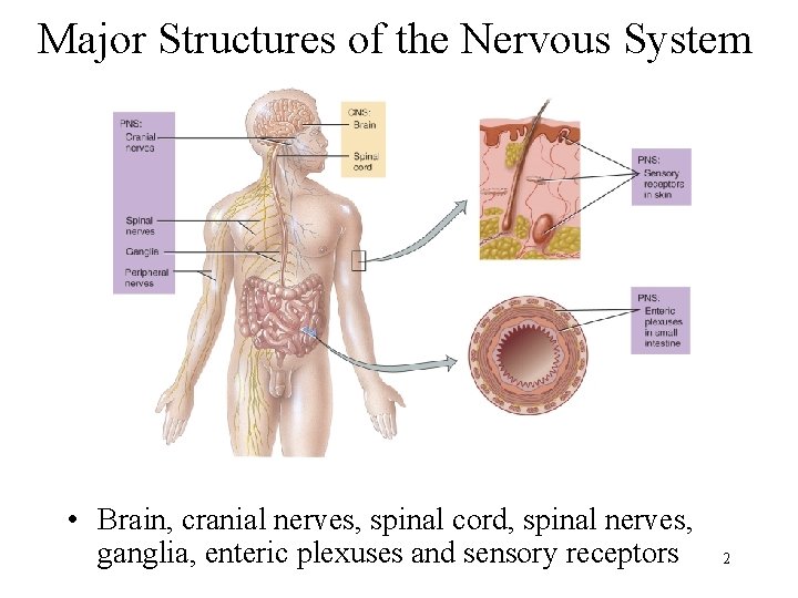 Major Structures of the Nervous System • Brain, cranial nerves, spinal cord, spinal nerves,