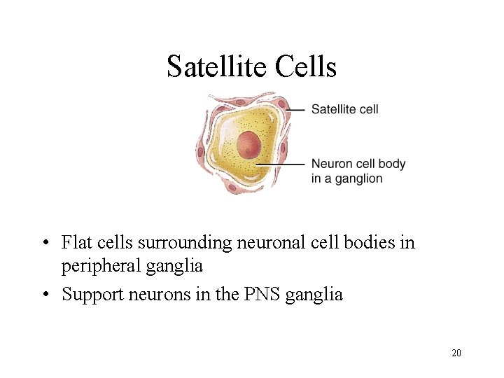 Satellite Cells • Flat cells surrounding neuronal cell bodies in peripheral ganglia • Support