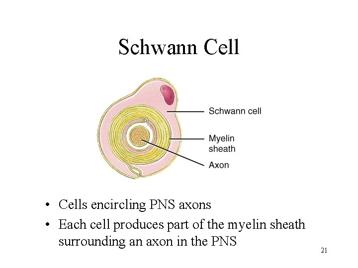 Schwann Cell • Cells encircling PNS axons • Each cell produces part of the