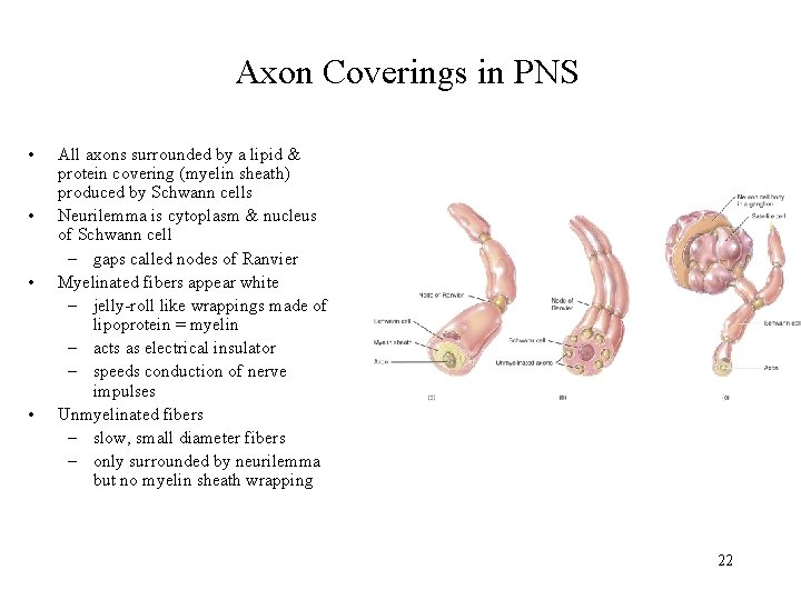 Axon Coverings in PNS • • All axons surrounded by a lipid & protein