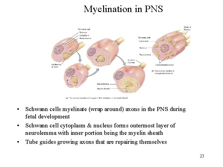 Myelination in PNS • Schwann cells myelinate (wrap around) axons in the PNS during