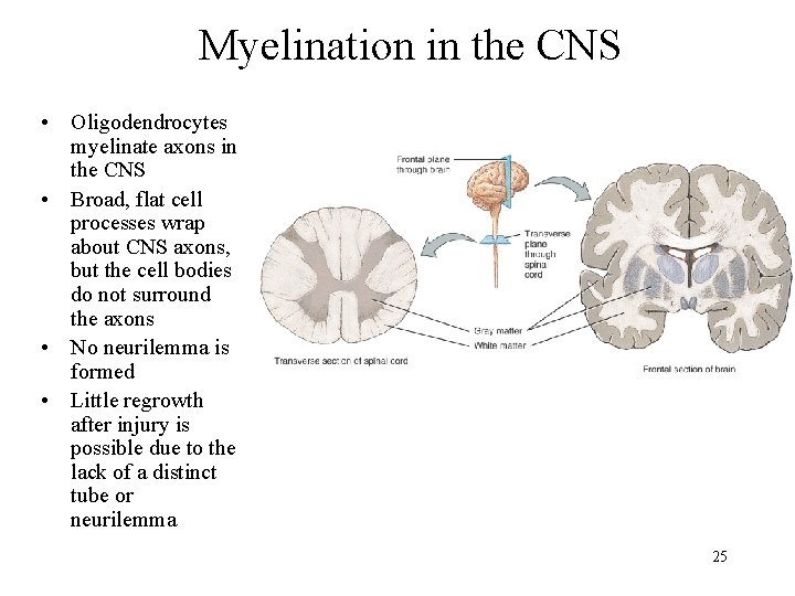 Myelination in the CNS • Oligodendrocytes myelinate axons in the CNS • Broad, flat