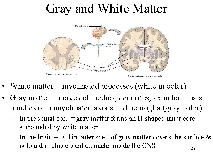 Gray and White Matter • White matter = myelinated processes (white in color) •