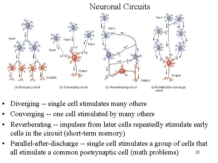 Neuronal Circuits • Diverging -- single cell stimulates many others • Converging -- one