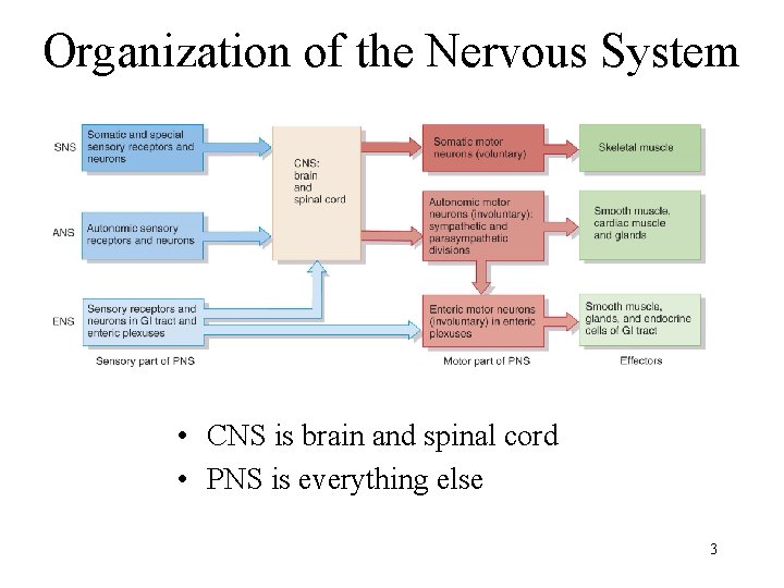 Organization of the Nervous System • CNS is brain and spinal cord • PNS