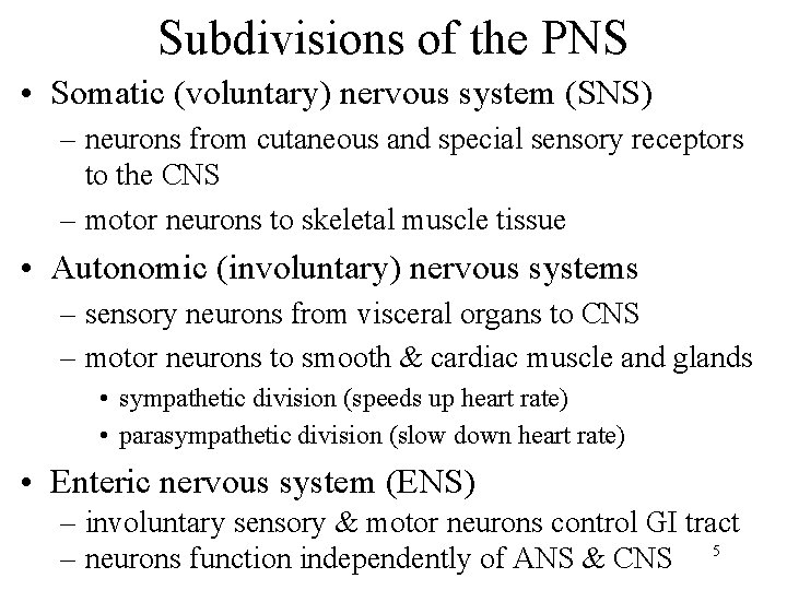 Subdivisions of the PNS • Somatic (voluntary) nervous system (SNS) – neurons from cutaneous