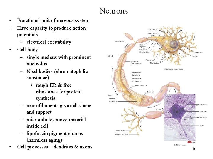 Neurons • • Functional unit of nervous system Have capacity to produce action potentials