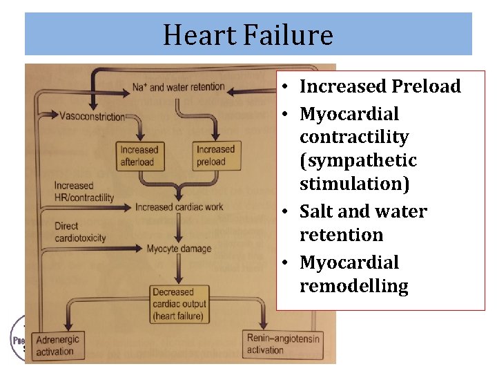 Heart Failure • Increased Preload • Myocardial contractility (sympathetic stimulation) • Salt and water